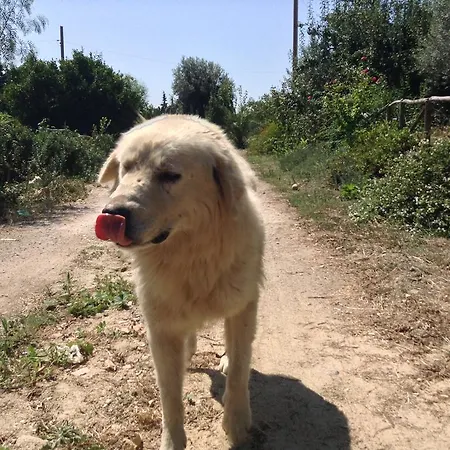 Antico Frantoio Agroturismo *